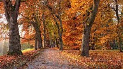 Un parque en otoño. / Pixabay