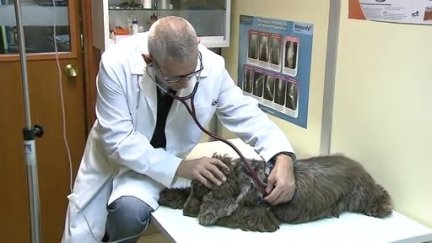 Un veterinario examina a un perro.