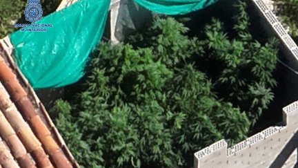 La plantación estaba cubierta con una red para evitar que fuera detectada desde el aire. | Policía Nacional