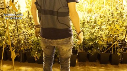 Imagen de las plantas de marihuana cultivadas en la nava del polígono Centrovía. / Guardia Civil
