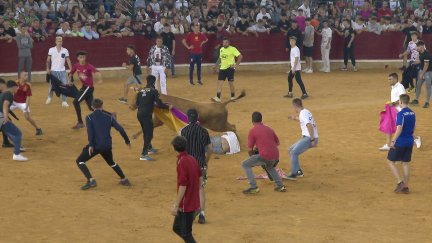 Una vaca de la ganadería Santos Zapatería embiste a un mozo en el ruedo de la Misericordia en la primera mañana de Vaquillas.
