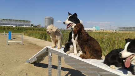Varios perros en la zona de 'agility' del recinto Expo. / Ayuntamiento de Zaragoza