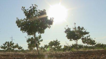 Un cultivo de pistachos del Alto Aragón