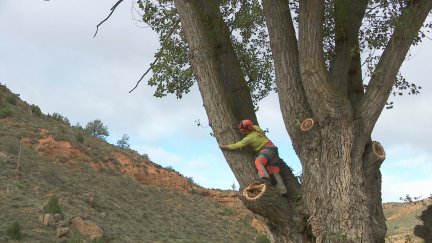 En la localidad turolense de Vivel del Río Martin hay 1.200 chopos.