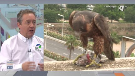 Aves rapaces "urbanas" (y II)