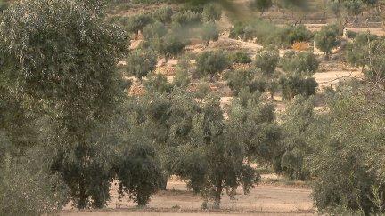 Olivos del Bajo Aragón (Teruel).