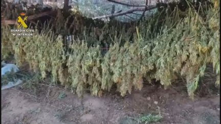 En total han sido desmantelados 18 campamentos con nueve secaderos. / Guardia Civil