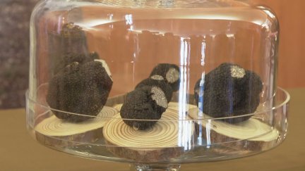 Trufas expuestas en Tarazona este sábado.