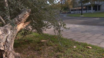 Muere un hombre de 58 años tras estrellar su coche contra un árbol en Miralbueno.