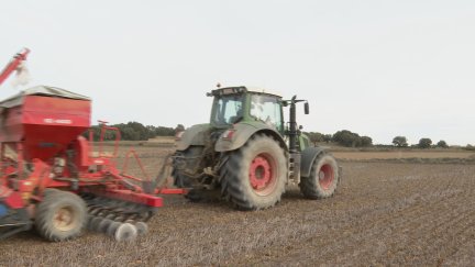 Los agricultores prevén una buena cosecha, alrededor de 1,5 toneladas.