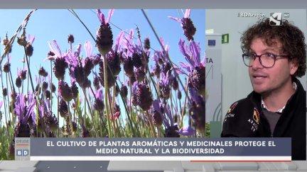 Aromáticas y medicinales