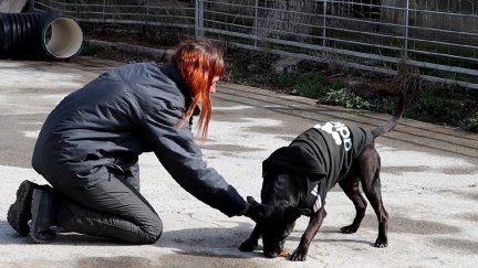 La DPZ anima a adoptar alguno de los perros atendidos en el centro de protección animal de Movera. / DPZ