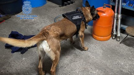 Un perro de la Unidad Cinológica de la Policía Nacional ha participado en la operación antidroga. / Policía Nacional