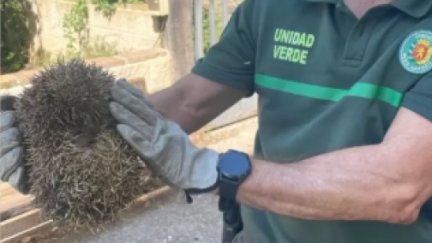 Erizo localizado por la Unidad Verde de Zaragoza. / Unidad Verde