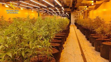 En el interior de la nave se hallaron 2.468 plantas en diferentes estados de crecimiento. / Guardia Civil