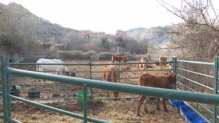 Un rebaño de 80 vacas en extensivo limpia los montes más próximos a los núcleos habitados.