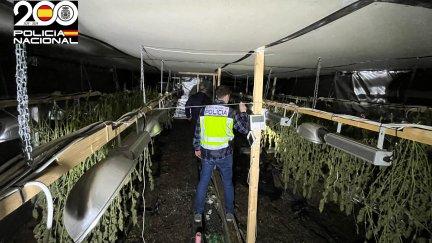 La plantación estaba dentro de una nave de Calatayud.