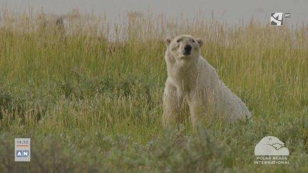 Día del Oso polar