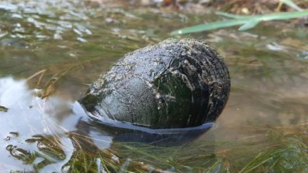 Un ejemplar de Margaritifera auricularia