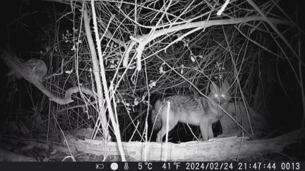 Una cámara de seguimiento de fototrampeo capta un chacal dorado en el Galacho de Juslibol (Zaragoza).