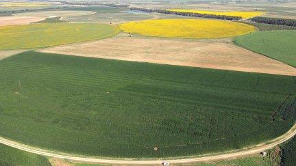 Campo de maíz en Biota (Zaragoza).