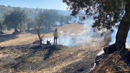 El fuego afectó a algunas oliveras. | Bomberos DPT