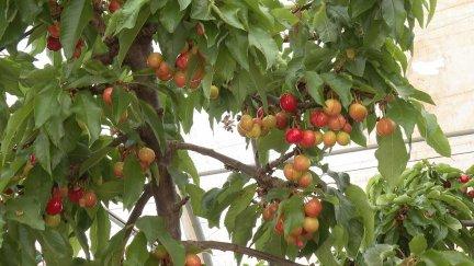 Algunas de las primeras cerezas que se van a comenzar a recoger estas semanas.