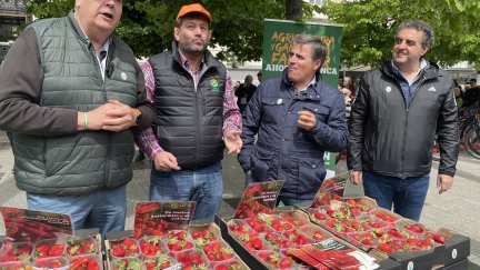 UPA Andalucía ha repartido fresas a los zaragozanos en la plaza de España. / Europa Press