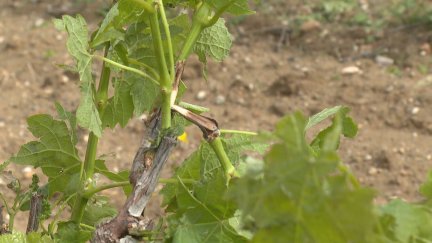 Viñedo afectado en el Somontano.