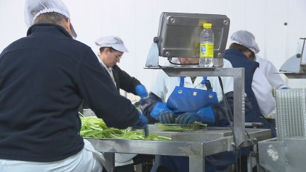 Mujeres trabajando en una empresa de agroalimentación.