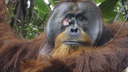 Fotografía del macho de orangután Rakus con una herida bajo el ojo. / EFE/ Armas / Suaq Project