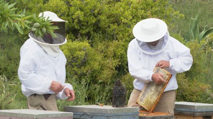 Dos apicultores trabajan en sus explotaciones.