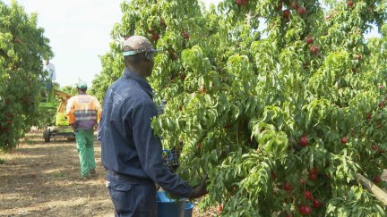 Un grupo de temporeros recogiendo fruta.