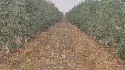 Finca de olivar preparada para cubiertas vegetales sostenibles. / E.S.