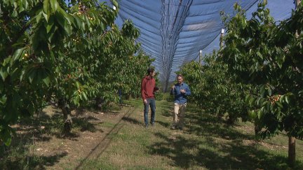 Producción cereza ecológica en El Frasno (Zaragoza).