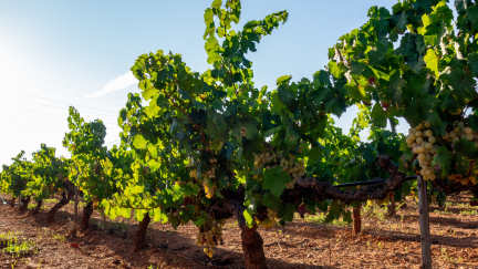 El viñedo es uno de los frutales con más indemnizaciones por pedrisco. / Canva