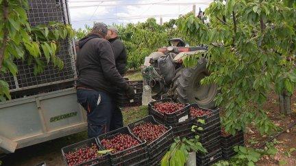 Dos trabajadores recogen cereza en un campo aragonés.