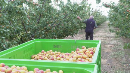 Los albaricoques y las cerezas no se han visto afectados por las tormentas del fin de semana.