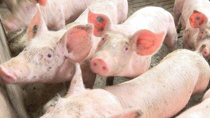 El sector porcino se mantiene a la espera de la investigación de las autoridades chinas..