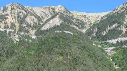 Zona boscosa de Canfranc que fue reforestada hace unos años. / Gobierno de Aragón