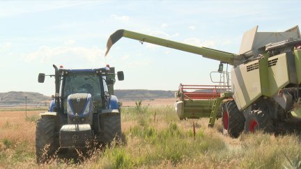 En la comarca de las Cinco Villas alrededor del 65% del terreno agrícola es cereal.