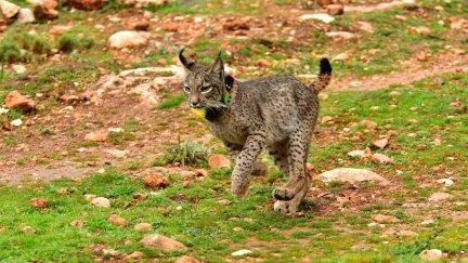 El lince ibérico deja de ser una especie en peligro de extinción tras superar los 2.000 ejemplares.