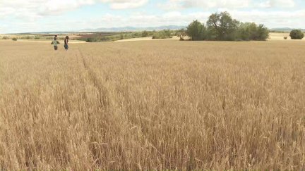 Una tormenta de granizo daña las cosechas de las comarcas de Daroca y del Jiloca. / Aragón TV