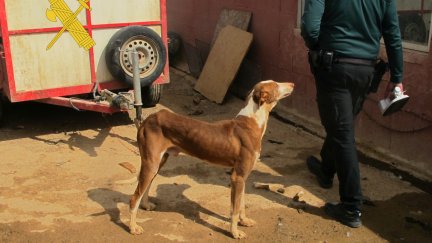 Perro de caza junto a un agente de la Guardia Civil. / Guardia Civil Teruel