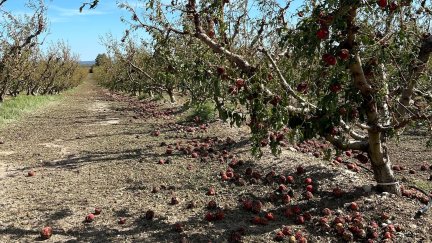 La tormenta afectó a más de 4.000 hectáreas de cultivo. / Europa Press