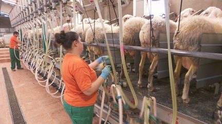 En la granja de Perales de Alfambra, en Teruel, unos 800 ganaderos forman parte la cooperativa. / Aragón TV
