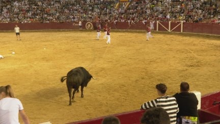 Toro ensogado este lunes en Teruel. / Aragón TV