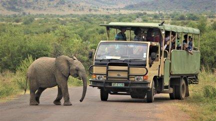 Imagen del Pilanesberg National Park, en Sudáfrica, donde ocurrió el suceso. / Pixabay