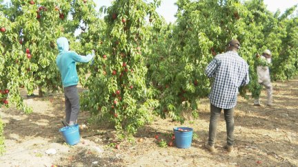 Cerca de 23.000 personas trabajan este año en la recogida de la fruta en Aragón. / Aragón TV