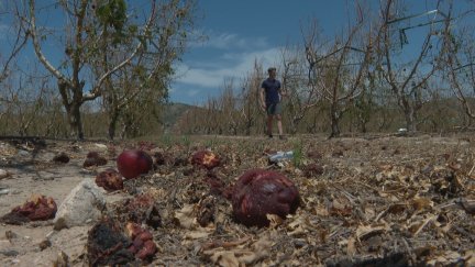 Frutales dañados en Mequinenza por la tormenta de granizo de la semana pasada. / Aragón TV
